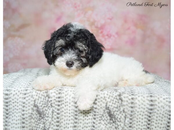 Poodle/Havanese DOG Female Black & White 22720 Petland Fort Myers, Florida