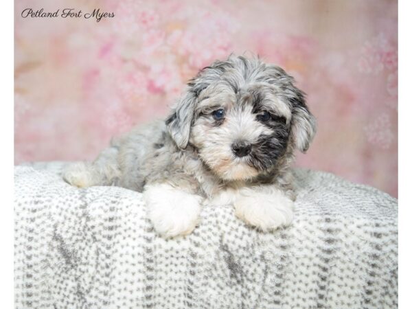 Poodle/Havanese DOG Female Bl Mrl 22719 Petland Fort Myers, Florida