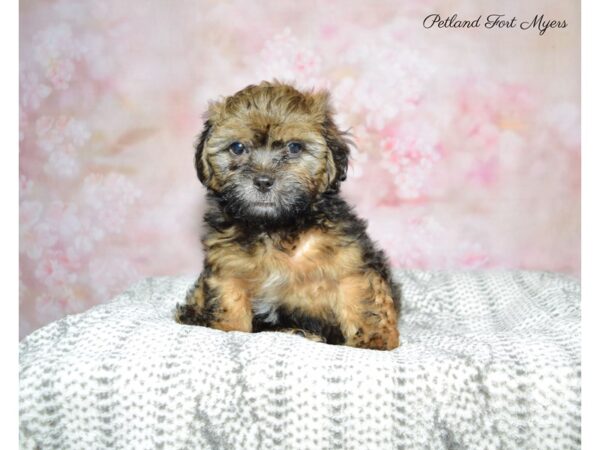 Shih-Poo (Shih Tzu/Poodle) DOG Male Grzl 22718 Petland Fort Myers, Florida