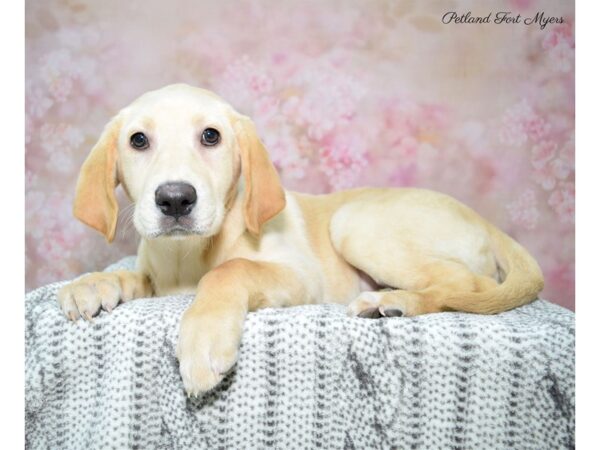 Labrador Retriever DOG Female Yellow 22716 Petland Fort Myers, Florida