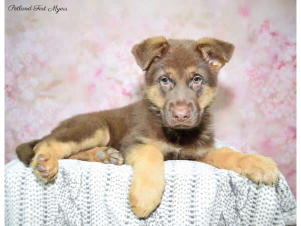 German Shepherd DOG Male liver 22715 Petland Fort Myers, Florida