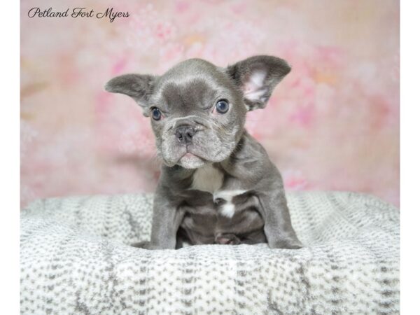 French Bulldog DOG Female Bl 22714 Petland Fort Myers, Florida