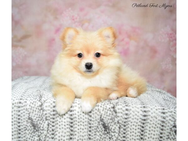 Pomeranian DOG Female Cream 22713 Petland Fort Myers, Florida