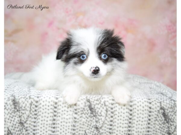 Pomeranian-DOG-Female-Blue Merle-22712-Petland Fort Myers, Florida