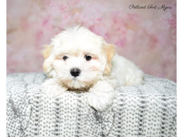 Maltipoo (Maltese/Poodle) DOG Female White 22711 Petland Fort Myers, Florida