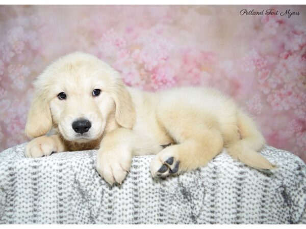 Golden Retriever DOG Female Cream 22710 Petland Fort Myers, Florida