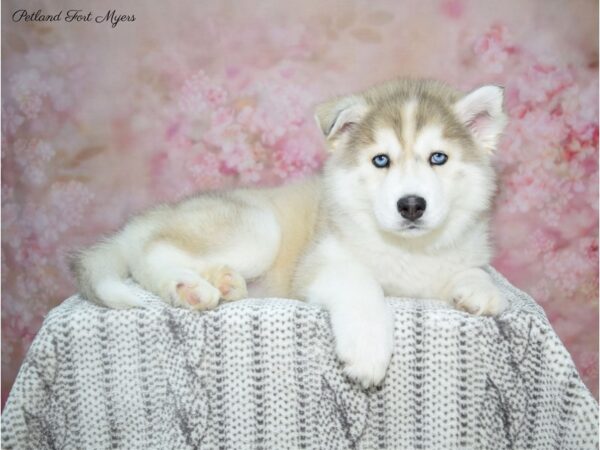 Siberian Husky DOG Male Gr & Wh 22752 Petland Fort Myers, Florida