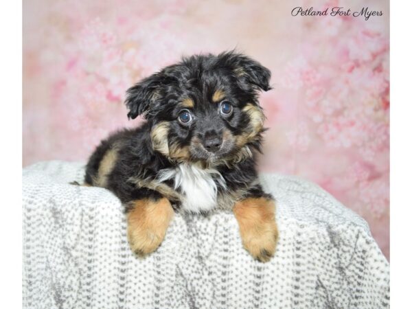 Miniature American Shepherd-DOG-Male-Black-22751-Petland Fort Myers, Florida