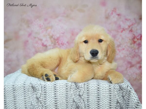 Golden Retriever DOG Female Golden 22750 Petland Fort Myers, Florida