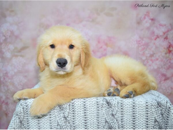 Golden Retriever DOG Male Golden 22749 Petland Fort Myers, Florida