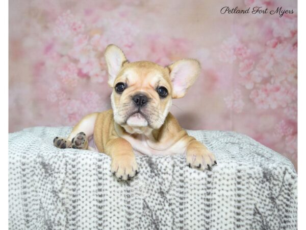 French Bulldog DOG Female Fawn 22746 Petland Fort Myers, Florida