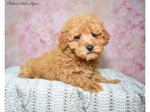 Poodle DOG Male Red 22745 Petland Fort Myers, Florida