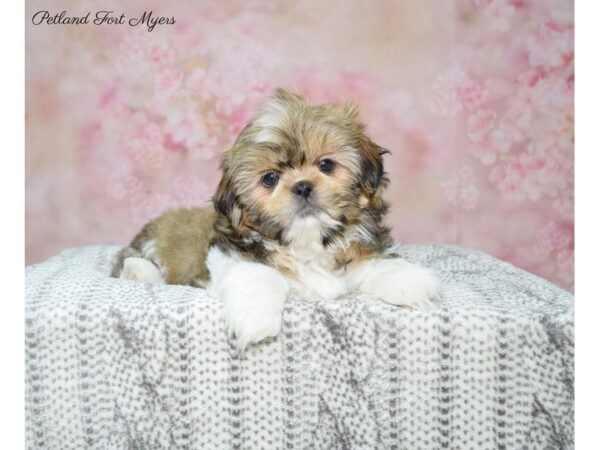 Shih Tzu DOG Female Gold & White 22744 Petland Fort Myers, Florida