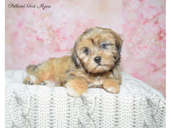 Shih-Poo (Shih Tzu/Poodle) DOG Male Choc Mrl 22742 Petland Fort Myers, Florida