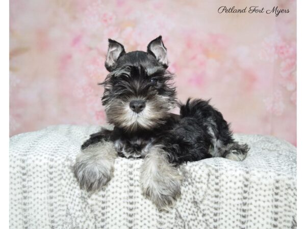 Miniature Schnauzer DOG Male Black & Silver 22741 Petland Fort Myers, Florida