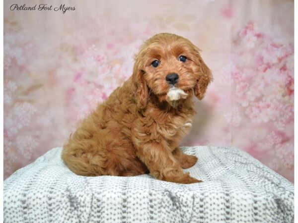 Cavapoo DOG Female Red 22740 Petland Fort Myers, Florida