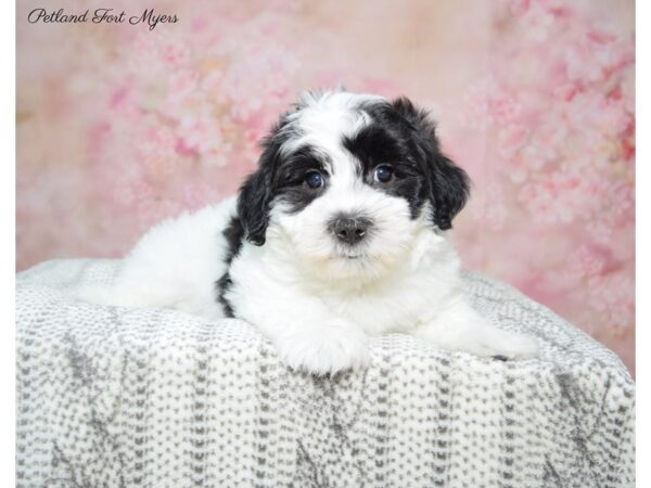 Havanese DOG Male Blk & Wh 22739 Petland Fort Myers, Florida