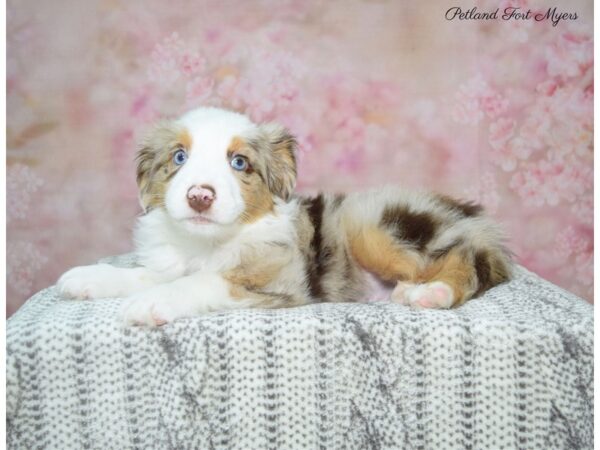 Miniature Australian Shepherd DOG Male Red Merle 22738 Petland Fort Myers, Florida