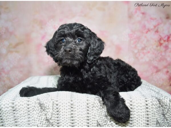 Goldendoodle Mini F1b DOG Female Black 22737 Petland Fort Myers, Florida