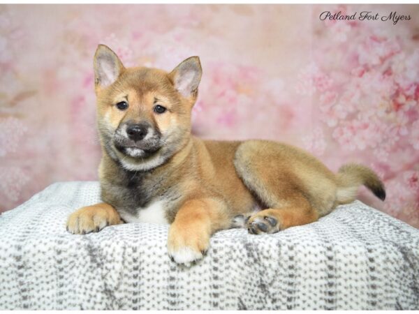 Shiba Inu DOG Male Dk Br 22736 Petland Fort Myers, Florida