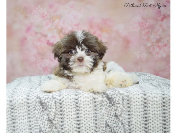 Havanese DOG Female Br & Wh 22735 Petland Fort Myers, Florida