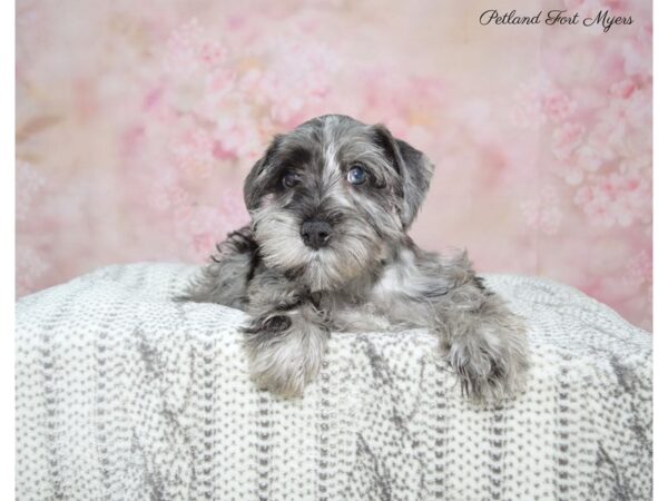 Miniature Schnauzer DOG Male Blue Merle 22733 Petland Fort Myers, Florida