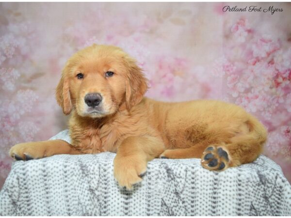 Golden Retriever DOG Female Golden 22731 Petland Fort Myers, Florida