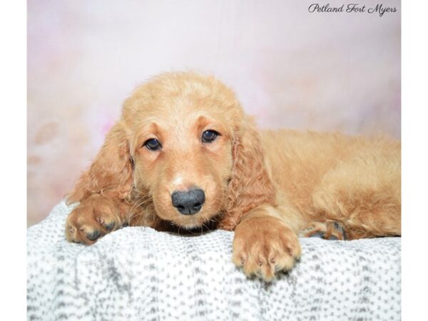 Goldendoodle DOG Female Red 22753 Petland Fort Myers, Florida