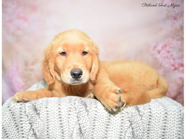 Golden Retriever DOG Male Red 22754 Petland Fort Myers, Florida