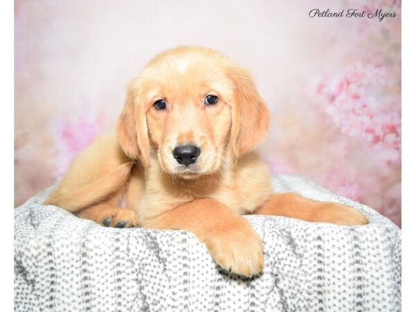 Golden Retriever DOG Male Golden 22755 Petland Fort Myers, Florida