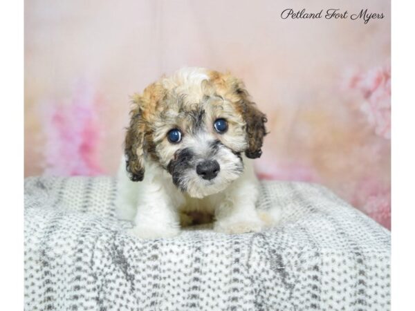 Bichon/Poodle DOG Male Sable & White 22756 Petland Fort Myers, Florida