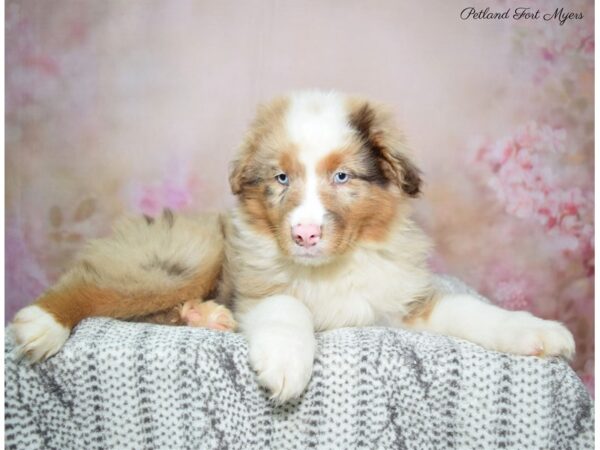 Australian Shepherd DOG Male Red Merle 22757 Petland Fort Myers, Florida