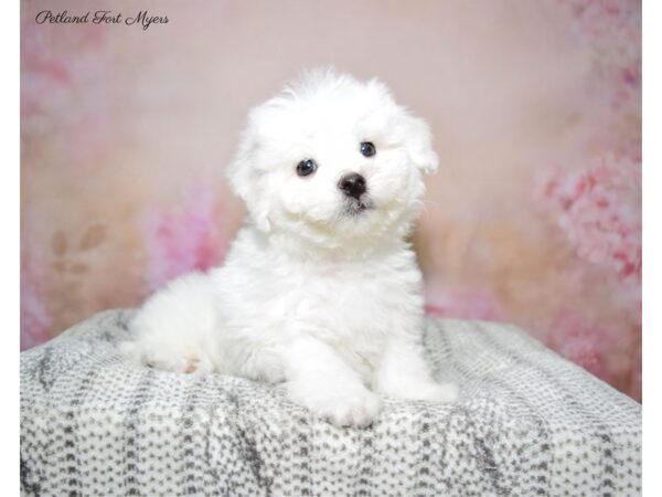 Bichon Frise DOG Male White 22759 Petland Fort Myers, Florida