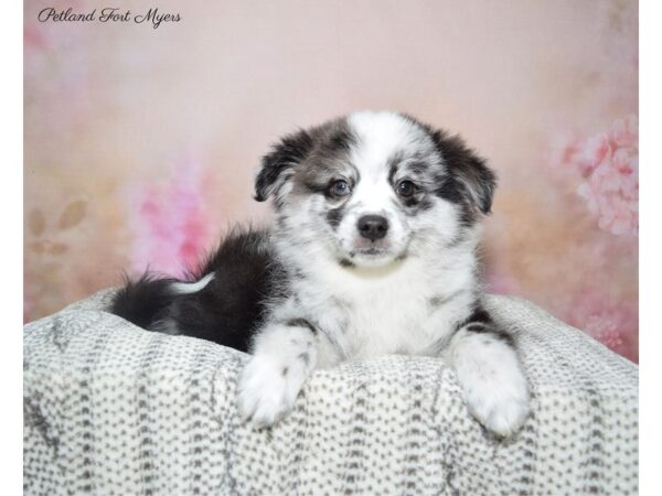 American Eskimo/Pomeranian-DOG-Male-Blue Merle-22760-Petland Fort Myers, Florida