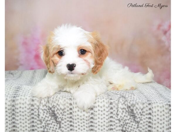 Cavalier/ Poodle DOG Female Tan & White 22761 Petland Fort Myers, Florida