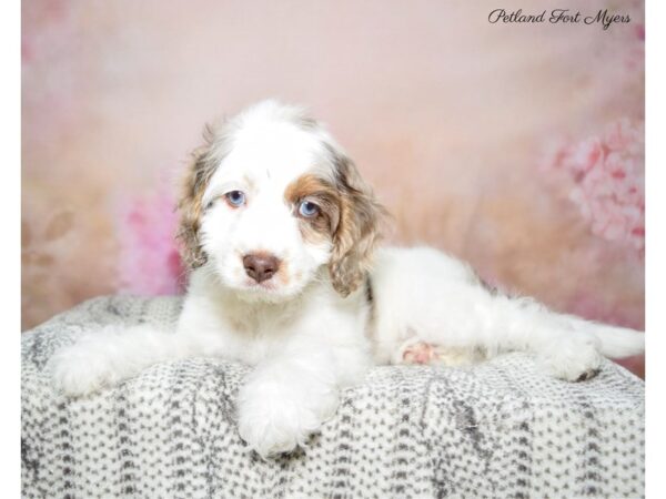 Cocker Spaniel / Poodle-DOG-Male-Merle-22762-Petland Fort Myers, Florida