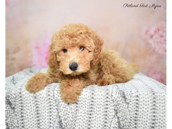 Miniature Poodle DOG Female Apricot 22763 Petland Fort Myers, Florida