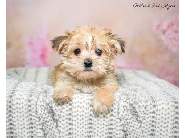 Morkie (Maltese/Yorkshire Terrier) DOG Female Br & Tan 22764 Petland Fort Myers, Florida