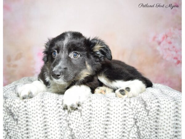 Miniature Australian Shepherd DOG Female Black & White 22765 Petland Fort Myers, Florida