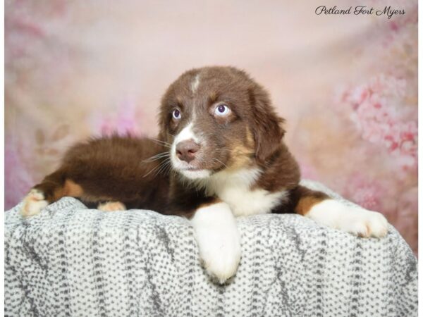 Australian Shepherd DOG Female Tri 22758 Petland Fort Myers, Florida