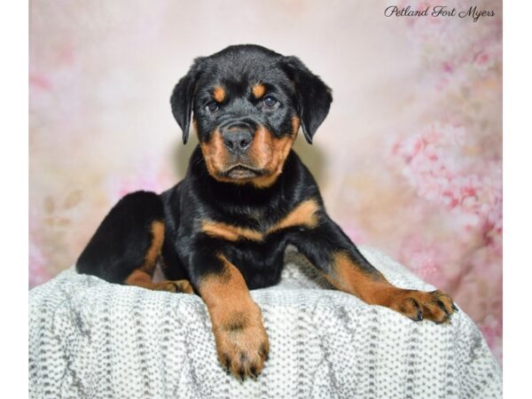 Rottweiler DOG Female Black & Tan 22766 Petland Fort Myers, Florida