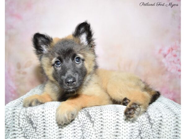 Belgian Tervuren DOG Female Mahogany & Black 22767 Petland Fort Myers, Florida