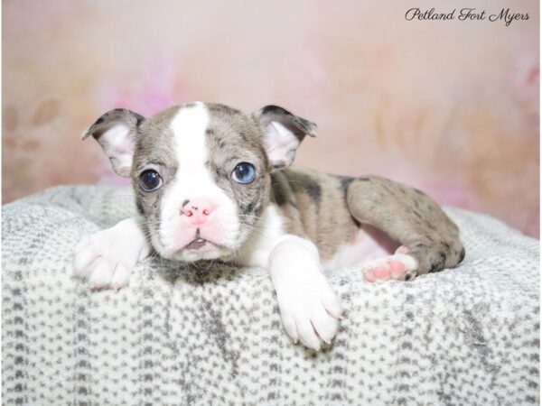 Boston Terrier DOG Female Blue Merle 22768 Petland Fort Myers, Florida