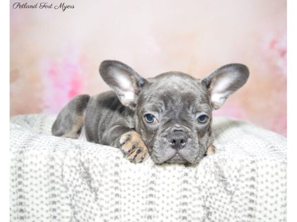 French Bulldog DOG Female Bl & Tn 22769 Petland Fort Myers, Florida