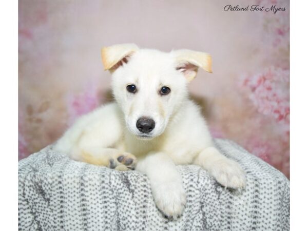 German Shepherd-DOG-Female-Wh-22773-Petland Fort Myers, Florida