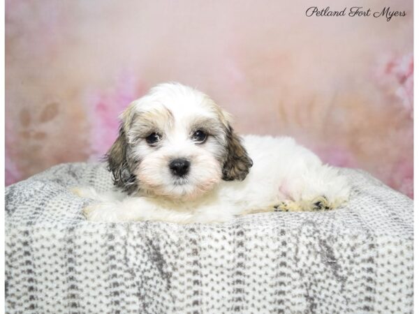 Teddy Bear (Zuchon) DOG Male Sable & White 22774 Petland Fort Myers, Florida