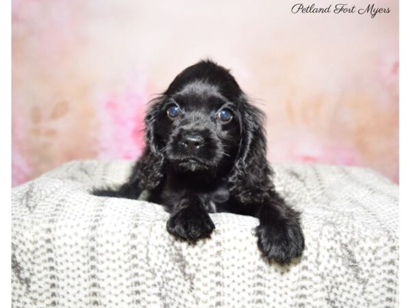 Cocker Spaniel DOG Male Black 22775 Petland Fort Myers, Florida