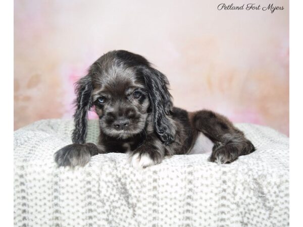 Cocker Spaniel DOG Female Chocolate Merle 22776 Petland Fort Myers, Florida