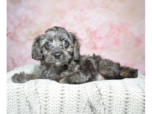 Miniature Poodle/Cavalier King Charles Spaniel DOG Female Blue Merle 22798 Petland Fort Myers, Florida