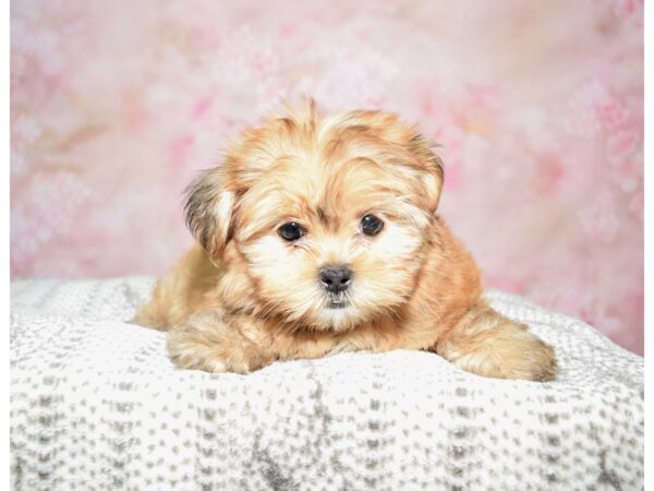 Shorkie DOG Male Br 22796 Petland Fort Myers, Florida